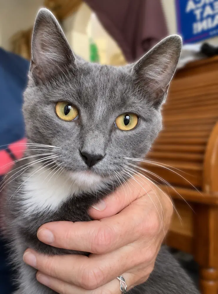 Grimace Mcdonalds - Domestic Short Hair