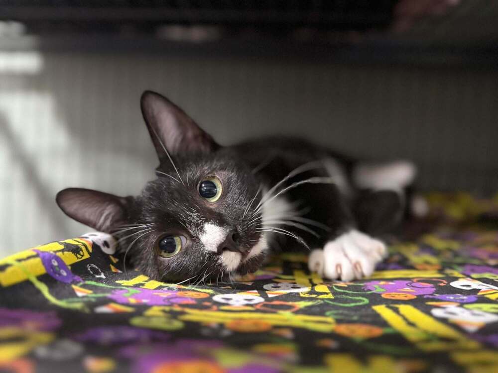 Opie