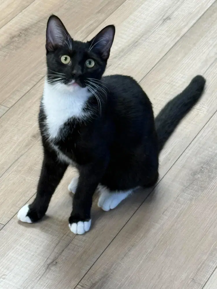 Romulus Sunset - Domestic Short Hair