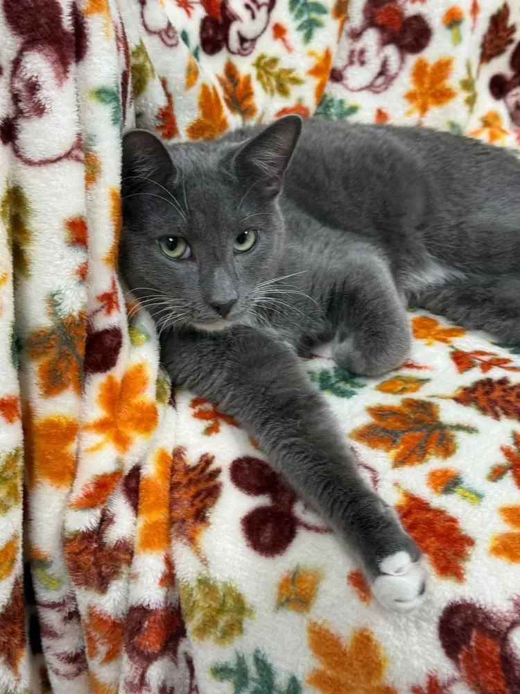 Remus Sunset - Domestic Short Hair