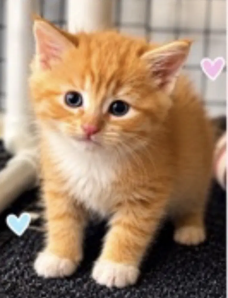 Sunset - Domestic Medium Hair