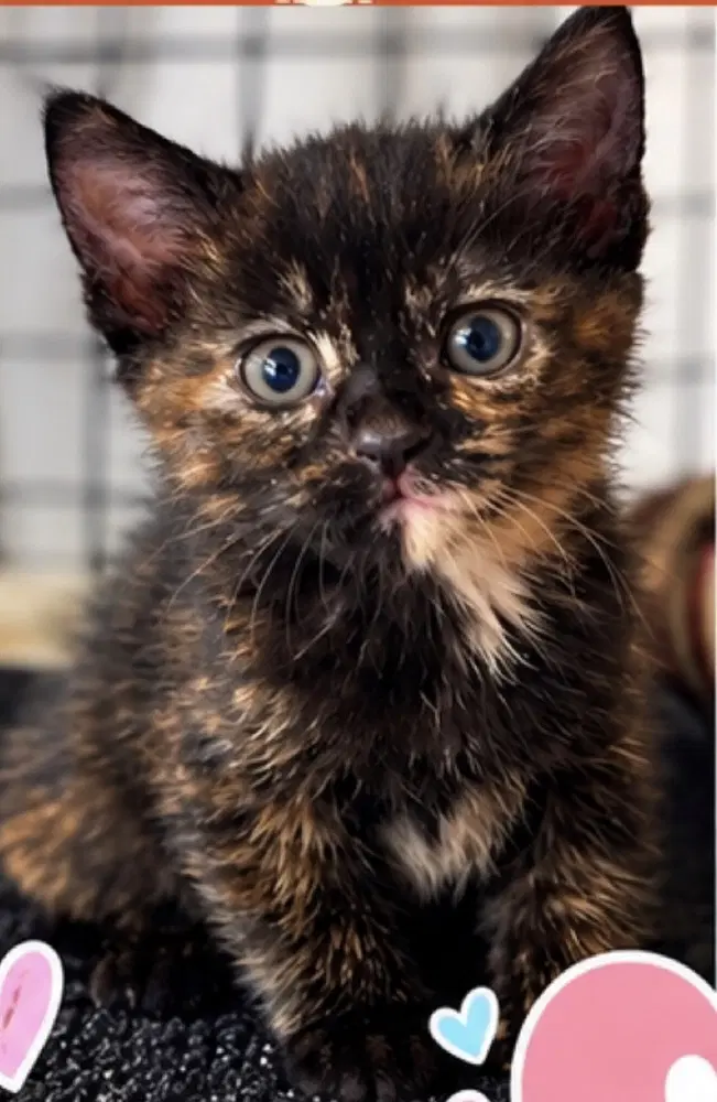 Sunset - Domestic Medium Hair