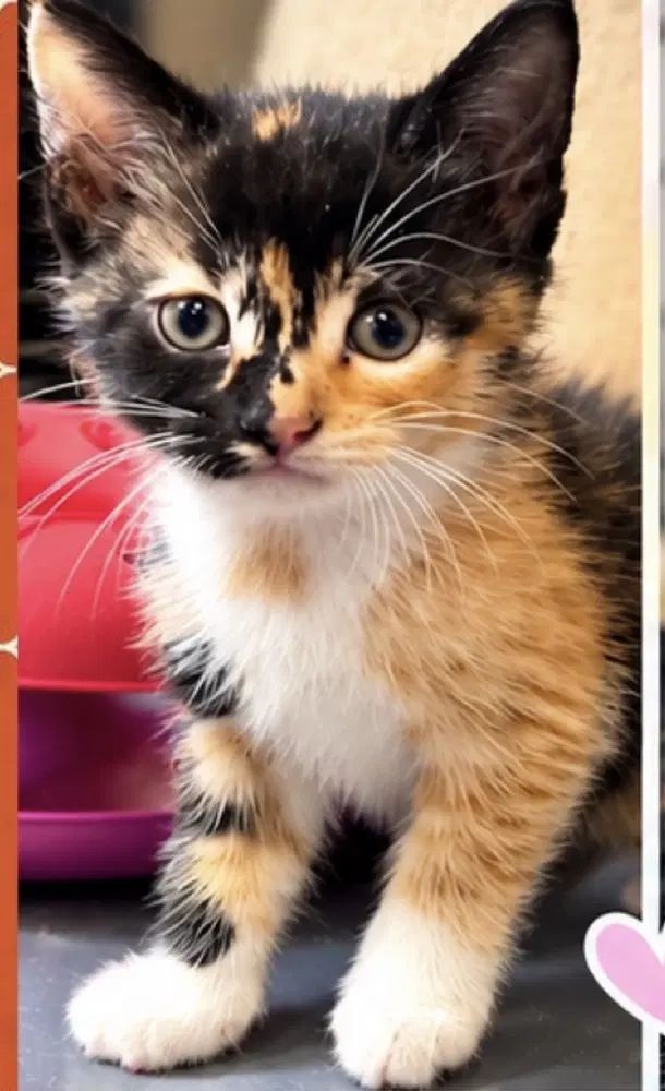 Sunset - Domestic Medium Hair