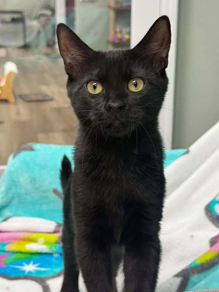 Vulcan Sunset - Domestic Short Hair