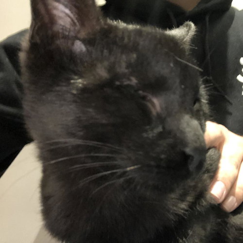 picture of the cat needing adoption