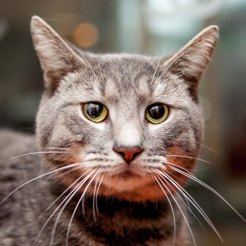picture of the cat needing adoption