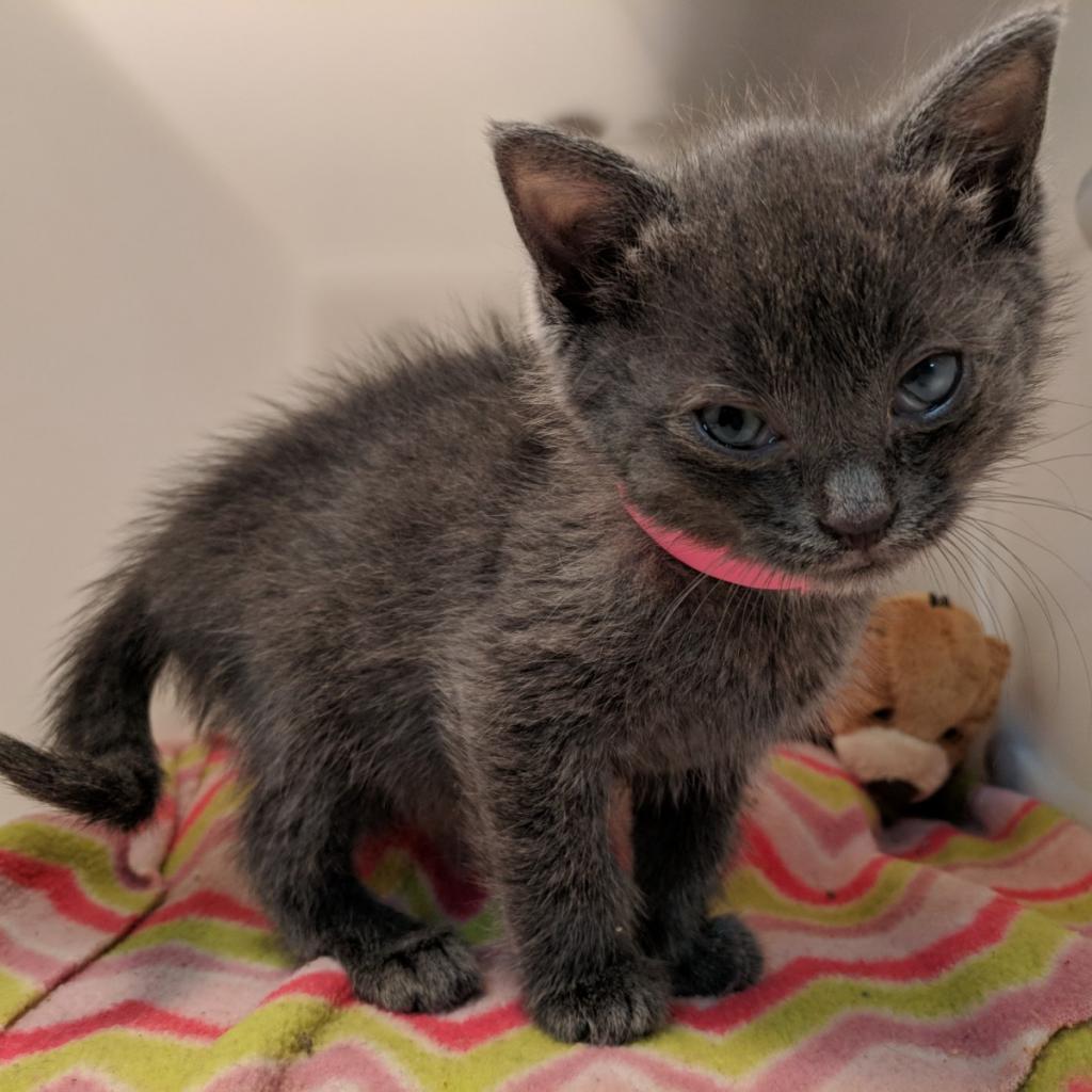 adoptable Cat in New York, NY named Elaine