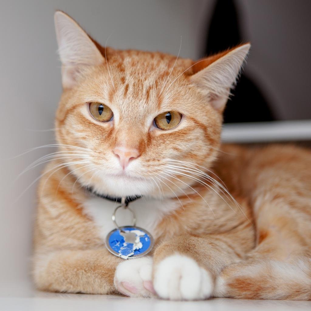 adoptable Cat in New York, NY named Thomas