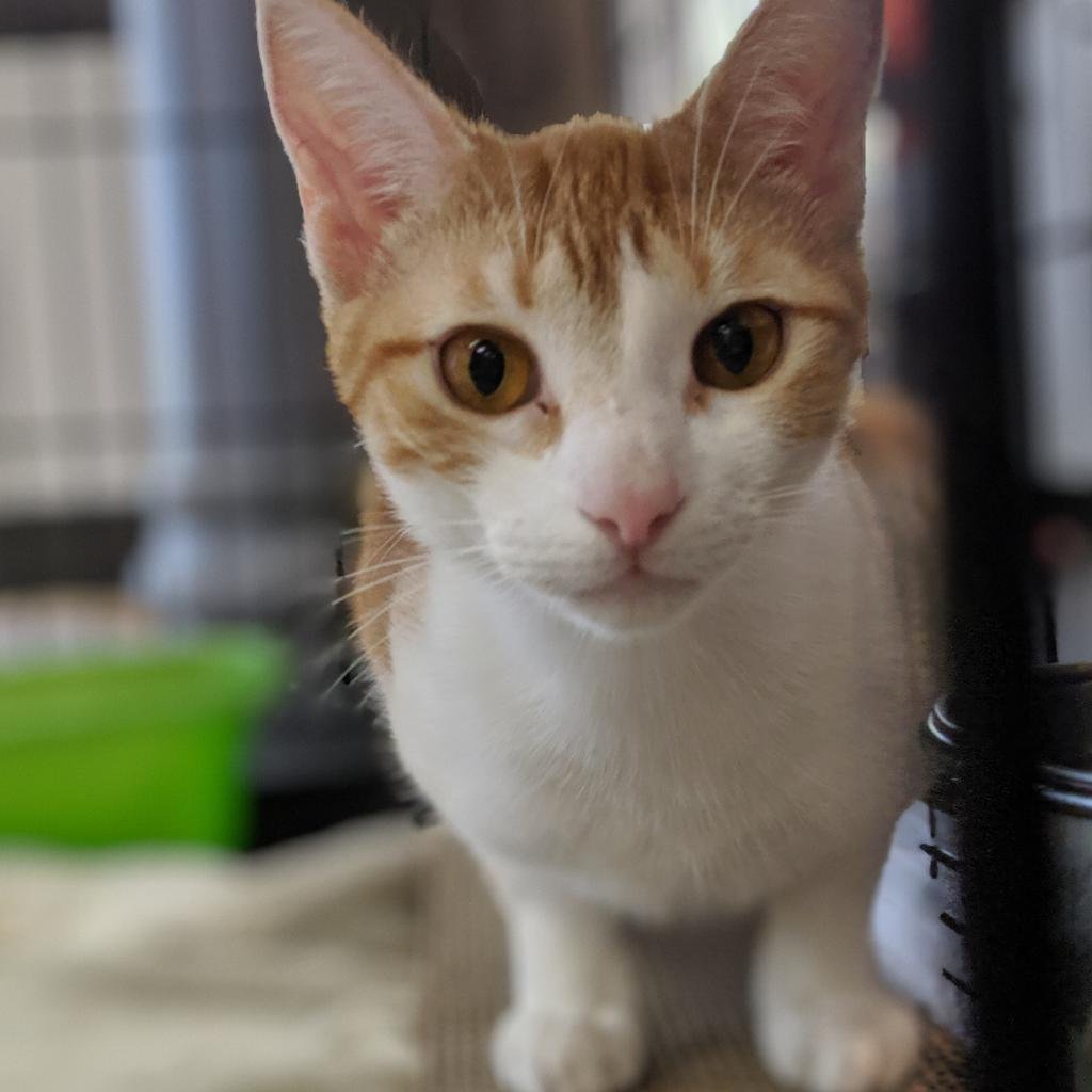 adoptable Cat in New York, NY named Rhea