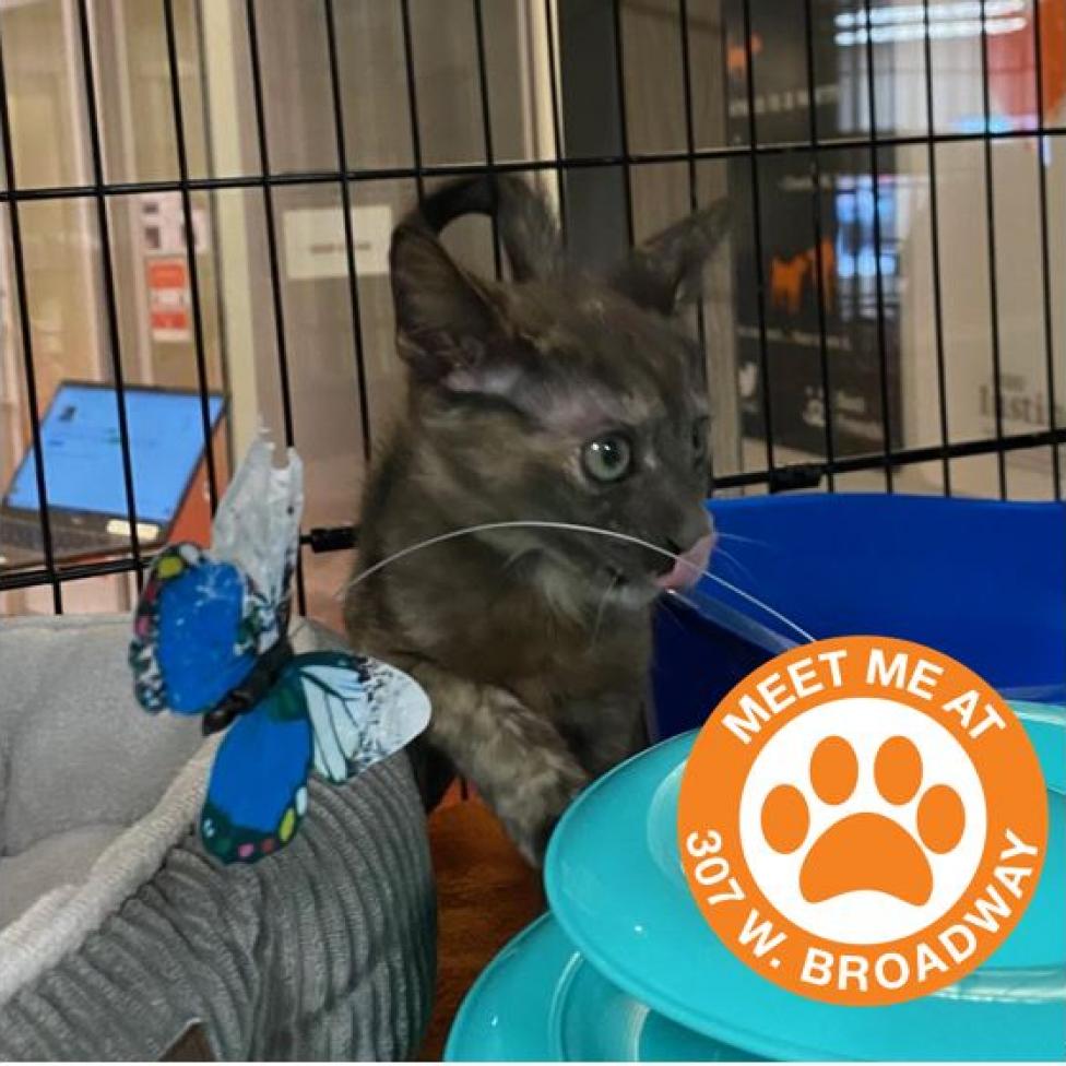 Cat adoption in New York, NY 10011 Domestic Short Hair Cat "Tort"