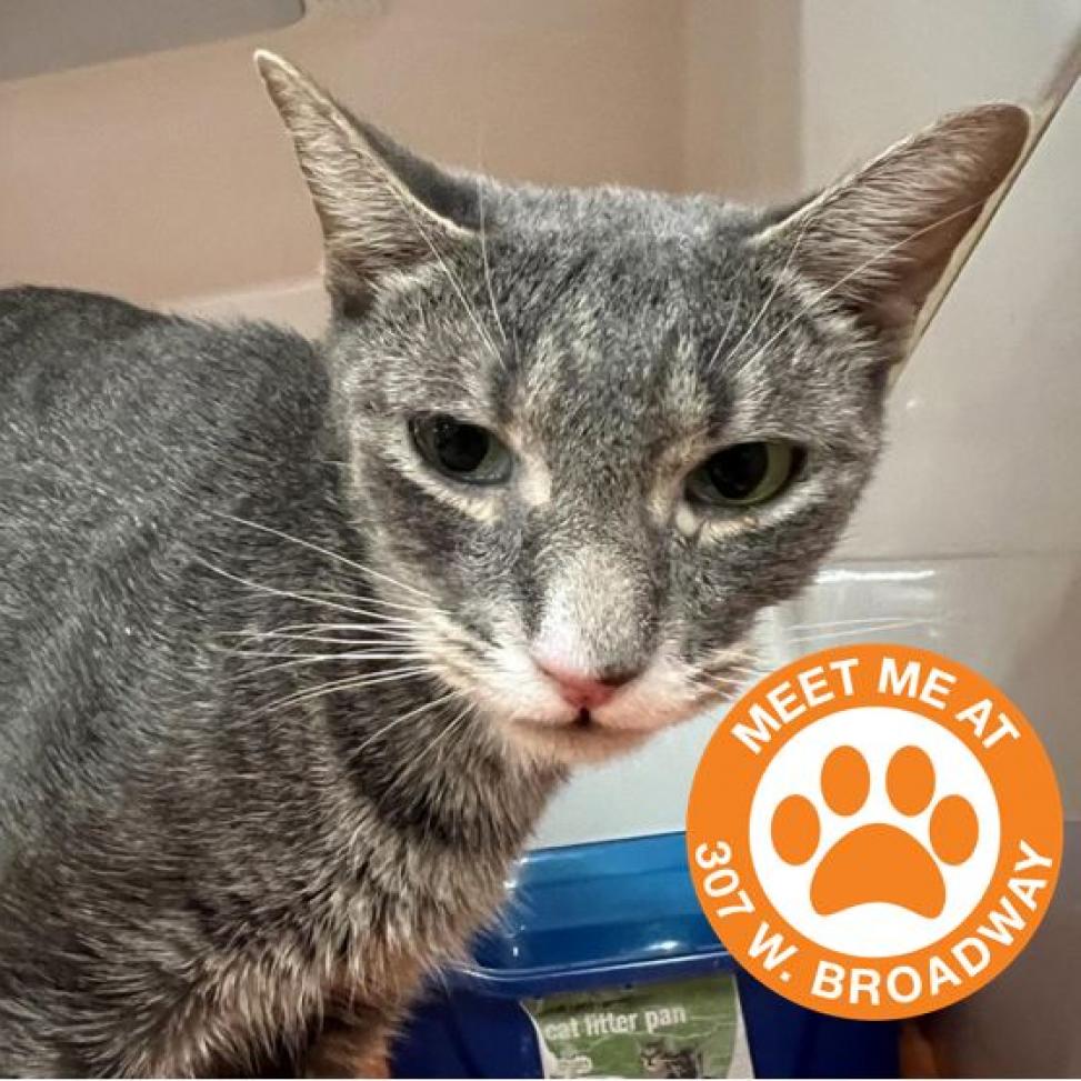 Cat adoption in New York, NY 10011 Domestic Short Hair Cat "Frida"