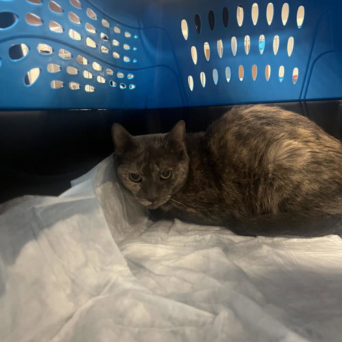 picture of the cat needing adoption