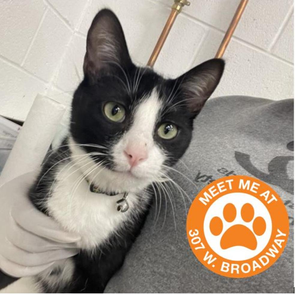 Cat adoption in New York, NY 10011 Domestic Short Hair Cat "Smores"