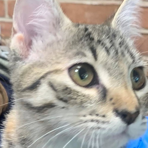 picture of the cat needing adoption