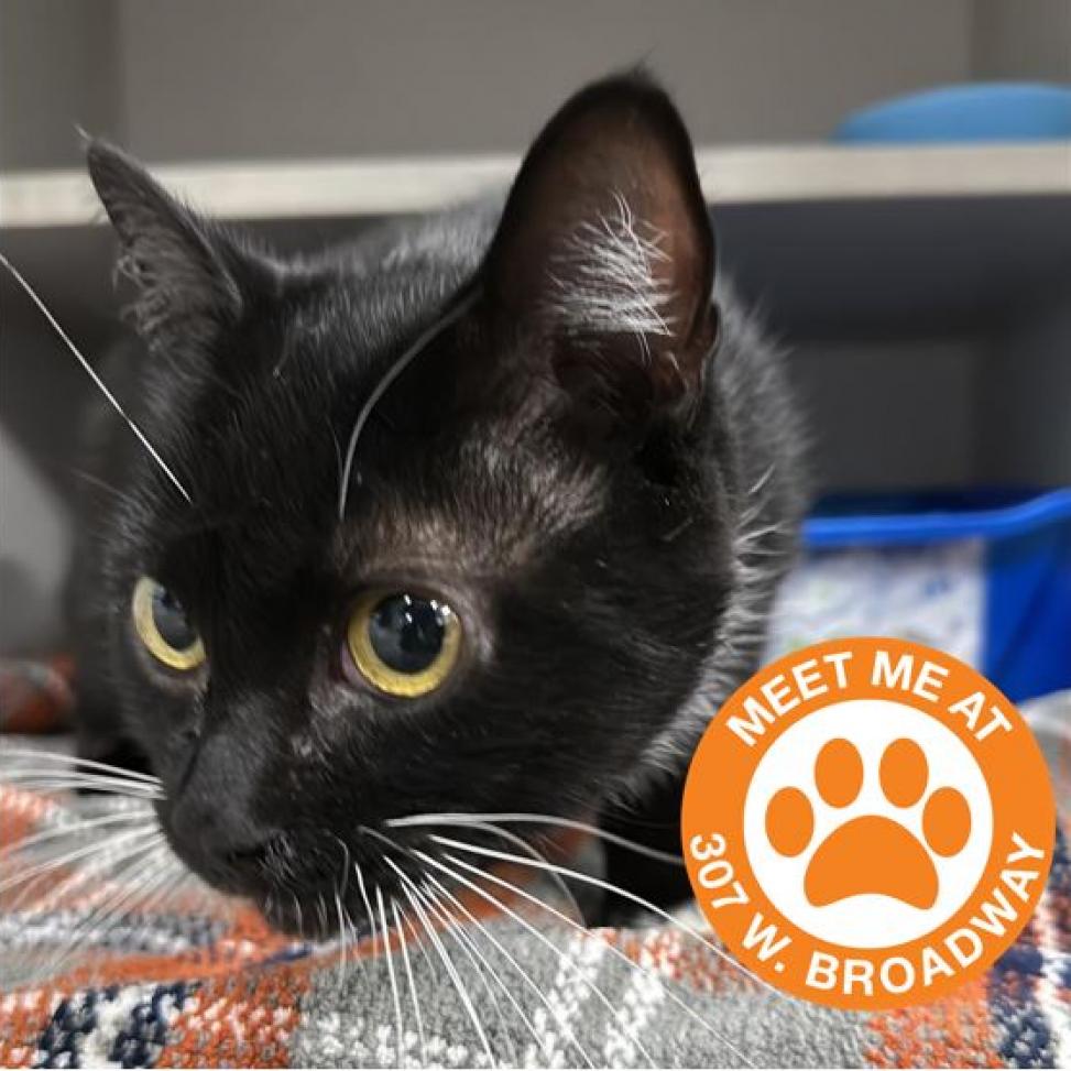 Cat adoption in New York, NY 10011 Domestic Short Hair Cat "Mama"