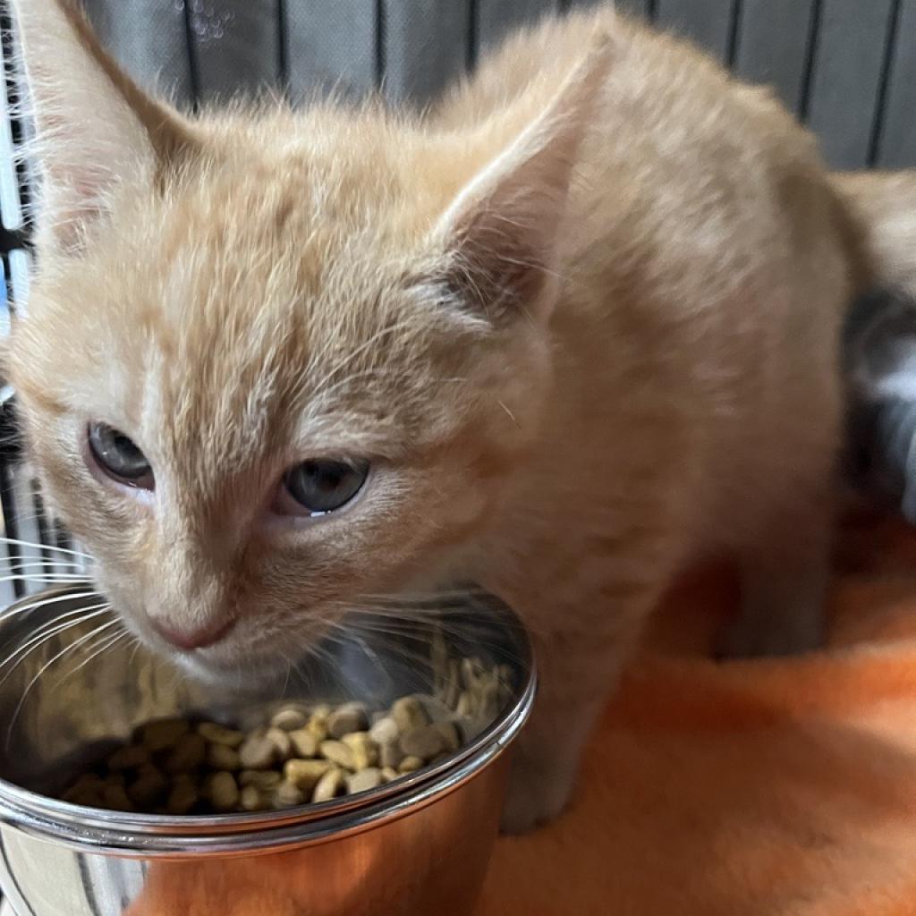 Henry - Domestic Short Hair