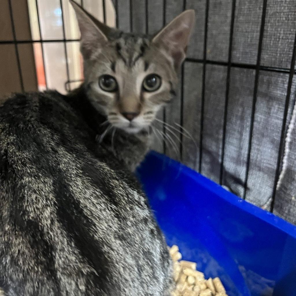 Cat adoption in New York, NY 10011 Domestic Short Hair Cat "Gallaway"