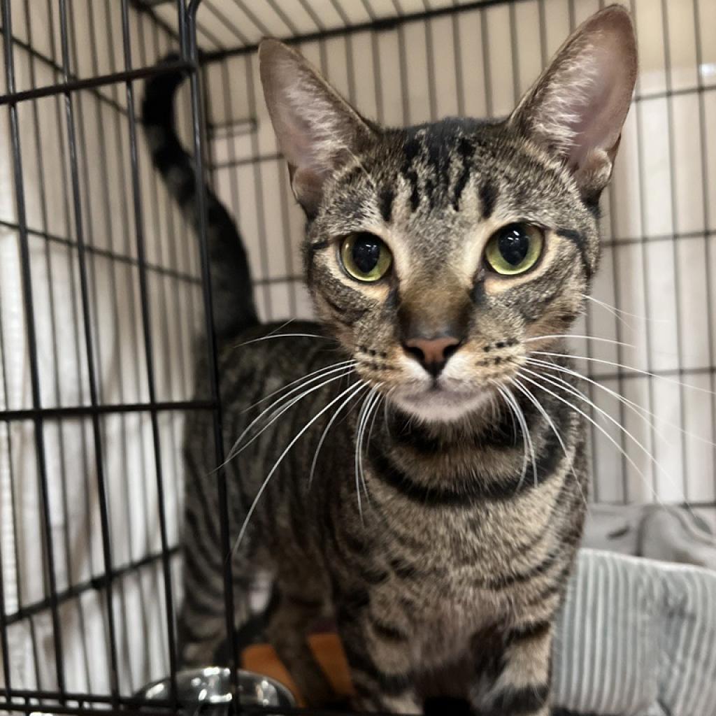 adoptable Cat in New York, NY named Griff