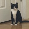 adoptable Cat in new york, NY named Bailey