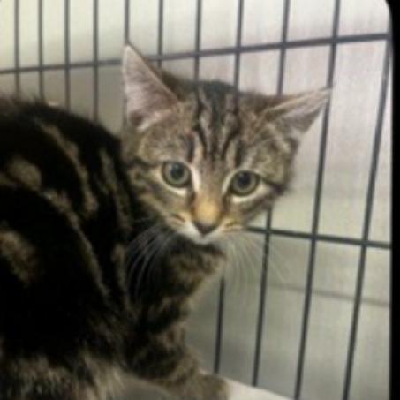 Bella, Young Domestic Short Hair, cat for adoption in Clifton, New Jersey