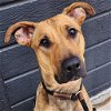 adoptable Dog in  named Lily