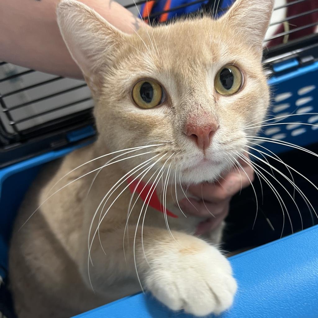 adoptable Cat in New York, NY named Garfield