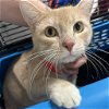 adoptable Cat in , NY named Garfield