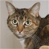adoptable Cat in york, NE named Cupcake