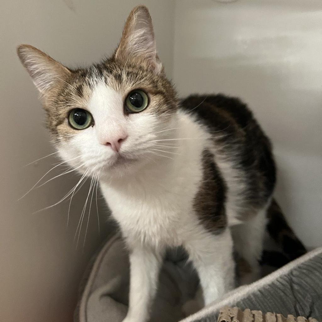 adoptable Cat in New York, NY named Abby (Taylor's Version)