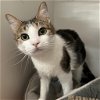 adoptable Cat in new york, NY named Abby (Taylor