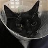 adoptable Cat in york, NE named Betty Boop