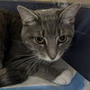 adoptable Cat in New York, NY named Daisy