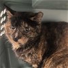 adoptable Cat in , NY named Eclipse