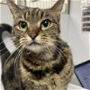 adoptable Cat in york, NE named Tomlynn