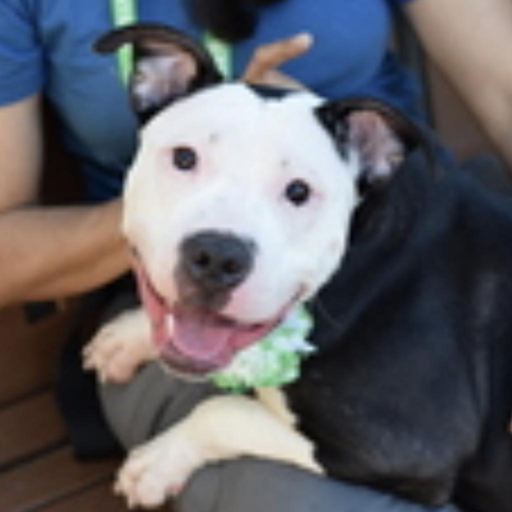 adoptable Dog in New York, NY named Diamond Ring