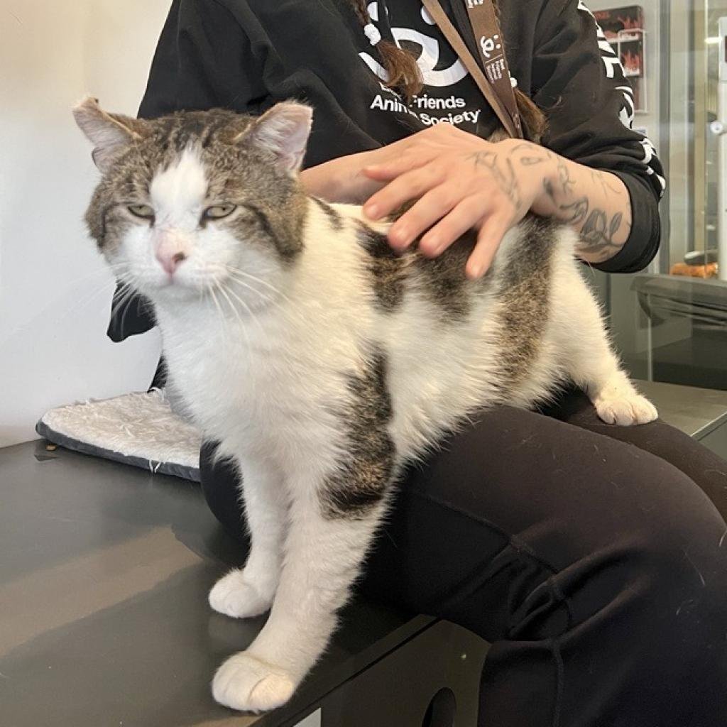 adoptable Cat in New York, NY named Berg