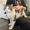 adoptable Cat in new york, ny, NY named Berg