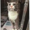 adoptable Cat in york, NY named Disco