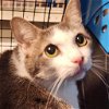 adoptable Cat in york, NE named Stone