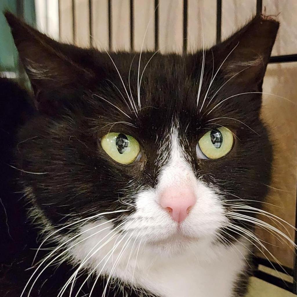 adoptable Cat in New York, NY named Enola
