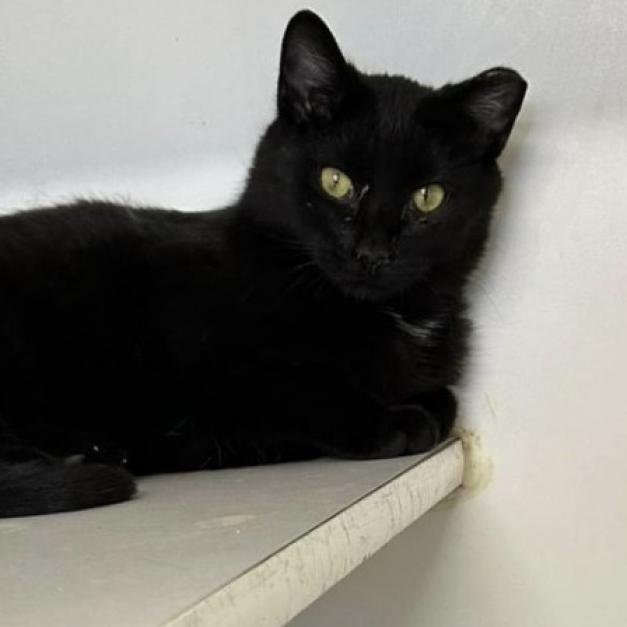 adoptable Cat in New York, NY named Beavis