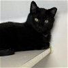 adoptable Cat in york, NE named Beavis