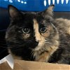 adoptable Cat in new york, NY named Aurora