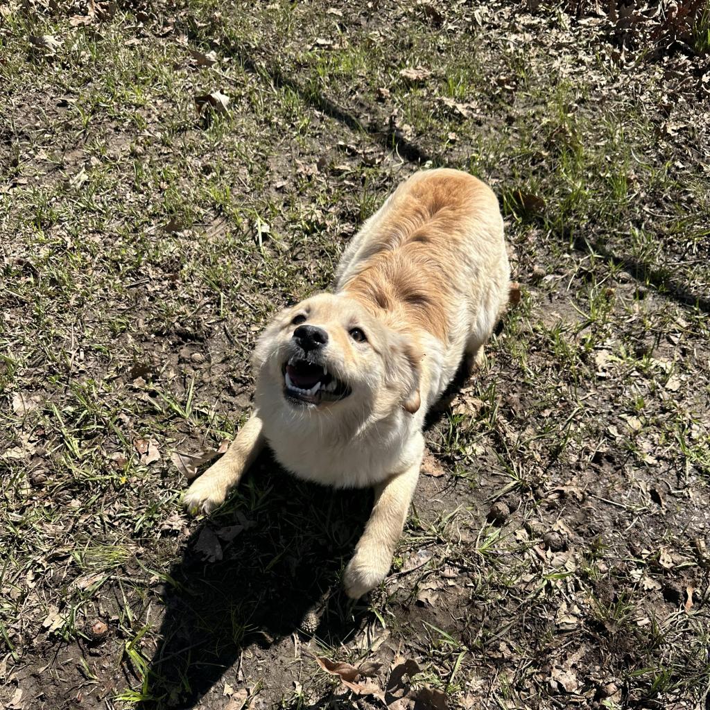 Honey Bun - Golden Retriever / Mixed