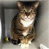 adoptable Cat in york, NY named Tiera