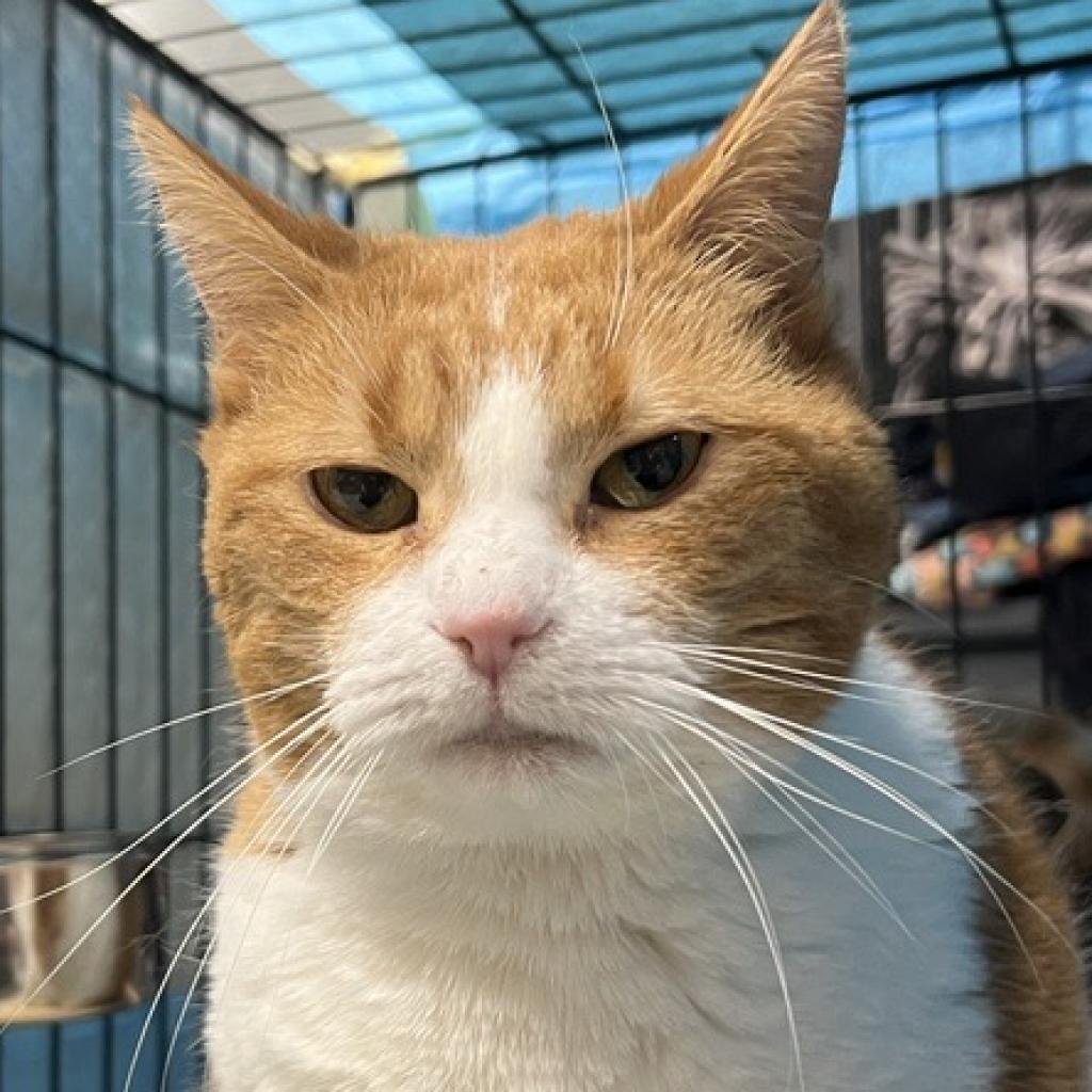 adoptable Cat in New York, NY named Carrot