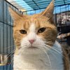 adoptable Cat in york, NE named Carrot