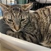 adoptable Cat in  named Tabby
