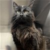 adoptable Cat in  named Boo
