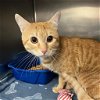 adoptable Cat in new york, NY named August